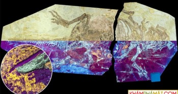 Phát hiện hóa thạch khủng long có lông và vảy