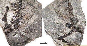 Phát hiện hoá thạch “vua thằn lằn” trước thời khủng long bạo chúa