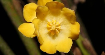 Thêm ba loài thực vật mới có hoa tuyệt đẹp được phát hiện tại Việt Nam