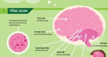 Quy trình ghi nhớ của não bộ và các phương pháp cải thiện trí nhớ!