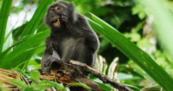 Đây là loài khỉ chuyên đi nhặt lông chim để xỉa răng