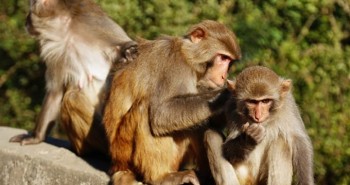 Trung Quốc ghép thành công tạng lợn trên khỉ