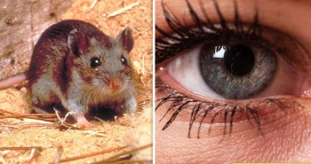 Thành công khôi phục thị lực ở chuột nhờ liệu pháp gene