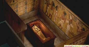 Bí ẩn loại nấm chết người đằng sau lời nguyền Tutankhamun