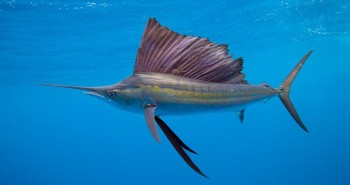 11 loài cá lập kỷ lục bơi nhanh nhất thế giới