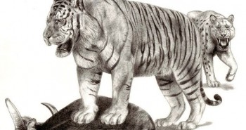 Giới thiệu về loài hổ và con hổ to nhất thế giới