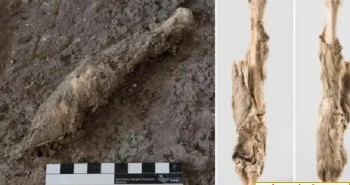 Phát hiện kinh ngạc từ mảnh chân cừu 1.600 năm tuổi