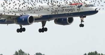 Tại sao chim có thể làm rơi máy bay