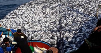 Cận cảnh mẻ cá 120 tấn trên biển