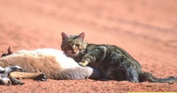 Loài mèo tàn sát một triệu bò sát mỗi ngày ở Australia