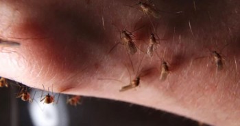 Vì sao muỗi hút máu người nhiễm HIV, muỗi không bị bệnh?