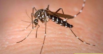 Các nhà khoa học Trung Quốc dùng muỗi ngăn chặn virus truyền qua động vật