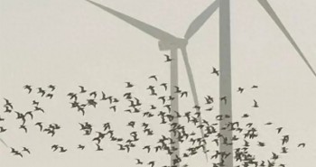 Ưu và nhược điểm của năng lượng gió