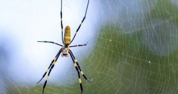 Loài nhện đặc biệt chịu đựng được môi trường đô thị