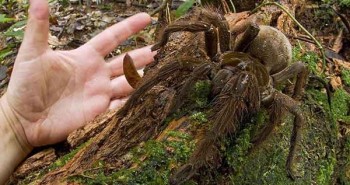 Con nhện khủng có kích thước bằng con chó con