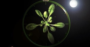 Thực vật điều chỉnh nhịp sinh học như thế nào?