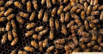 Dùng nọc độc của ong mật chữa viêm da dị ứng