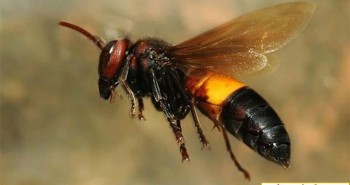 Cách nhận biết ong vò vẽ sát thủ