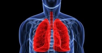 Top 8 điều chưa biết về phổi ở người và động vật