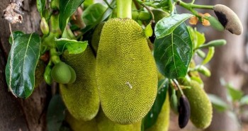 Việt Nam sở hữu loại quả được mệnh danh là "cứu tinh của thế giới"