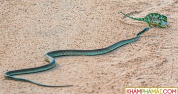 Một trong những loài rắn độc nhất châu Phi "thân chinh" hạ gục đối thủ giữa đường