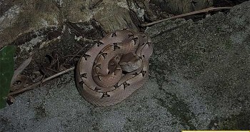 Loài rắn độc nguy hiểm thường gặp tại Việt Nam, được ví như "mìn sống"