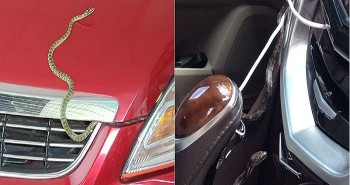 Tại sao rắn thích chui vào ô tô?