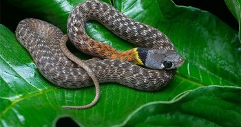 Loài rắn đẹp mê nhưng cực độc, cắn chết nhiều người ở Việt Nam