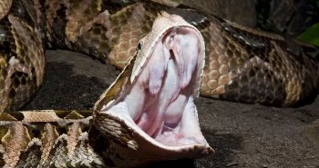 Loài rắn độc nhất sẽ "vượt biên" sang Đông Nam Á vì biến đổi khí hậu