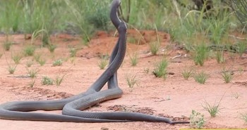 Đôi rắn mamba độc kịch chiến trong vườn nhà dân