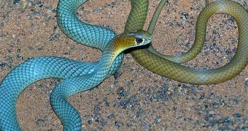 Australia phát hiện loài rắn độc mới