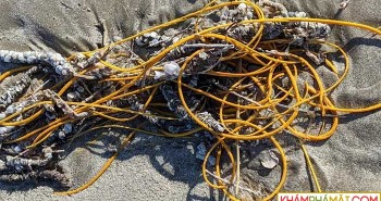 “Cuộn dây thừng” trên bãi biển thực ra là một sinh vật kỳ lạ