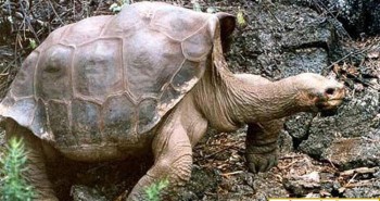 Tìm thấy hậu duệ của rùa khổng lồ "George cô đơn" đã tuyệt chủng