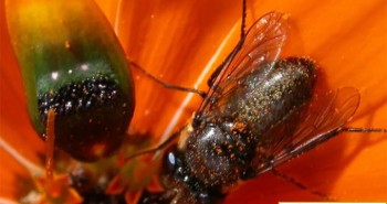 Loài cúc duy nhất tạo ruồi cái giả 3D thu hút con đực