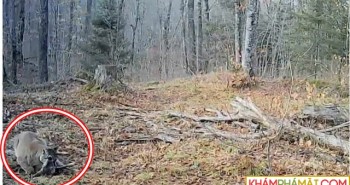 Đặt camera trong rừng, thợ săn giật mình khi bắt gặp sinh vật tuyệt chủng hơn 100 năm