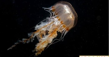 Tiềm năng chữa ung thư của nọc độc sứa