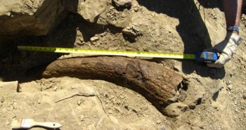 Phát hiện sừng khủng long 33.500 năm tuổi: Phải chăng con người đã sống cùng thời với khủng long?