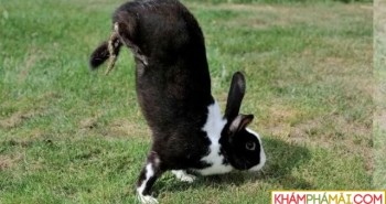 Loài thỏ kỳ lạ chỉ di chuyển bằng cách… trồng chuối