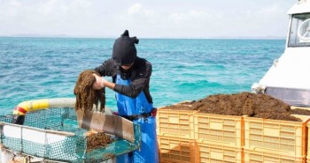 Lợi ích của tảo nâu Okinawa mozuku với sức khỏe