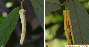 Thái Lan phát hiện loài thực vật mới, đặt tên vinh danh Lisa nhóm BlackPink