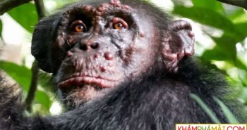 Bệnh phong lần đầu tiên được phát hiện trên loài tinh tinh hoang dã