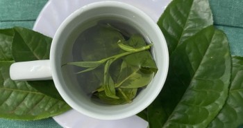 Uống trà xanh giảm triệu chứng viêm khớp dạng thấp