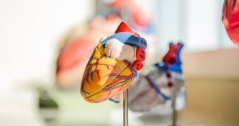Chế tạo trái tim nhân tạo hoàn chỉnh đầu tiên trên thế giới