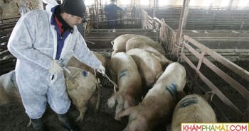Trung Quốc có cách hay dùng điện trường ngăn dịch tả lợn châu Phi