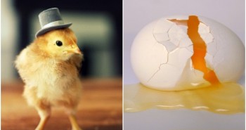 Điều ít người biết về số trứng gà chúng ta vẫn ăn hàng ngày