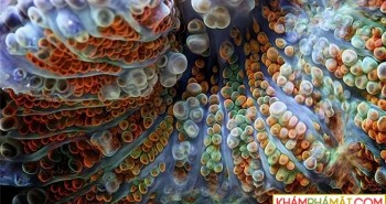 Bí ẩn về hình dạng cơ thể lạ kỳ của vi khuẩn biển sâu