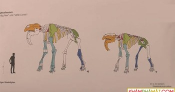 Phát hiện mẫu xương loài voi tiền sử ở Đức