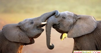 Vì sao voi lại có chiếc vòi to khỏe, khéo léo như ngày nay?