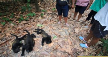 Nắng nóng ở Mexico khiến khỉ rú rơi chết hàng loạt