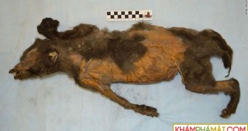 Phát hiện kinh ngạc khi giải phẫu xác chú chó còn nguyên vẹn sau 14.000 năm